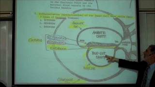 INTRO TO HUMAN EMBRYOLOGY PART 1 by Professor Fink [upl. by Leahciam]