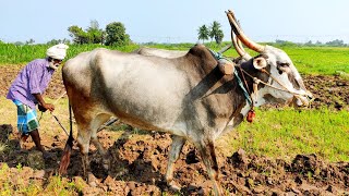 Ploughing With Bullock In Village Live [upl. by Lock235]