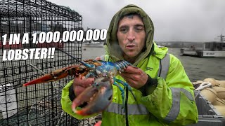 Race Against Time Rescuing One of the Rarest Lobsters in the World Bowie The Lobster [upl. by Sena]