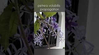 Petrea volubilis propagation  2 ways to propagate petrea  Sandpaper vine ytshorts homegarden [upl. by Homer]