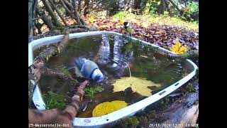 Blaumeisen Kohlmeisen baden vor der Kamera Kernbeisser trinkt 20112024 [upl. by Odracer204]