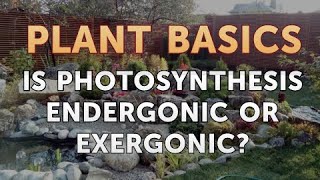 Is Photosynthesis Endergonic or Exergonic [upl. by Bela]