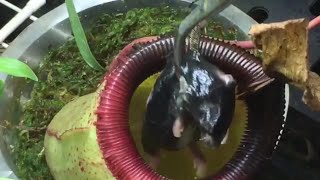 EATEN ALIVE CARNIVOROUS PLANT TRAPS AND DIGESTS A MOUSE [upl. by Andeee]