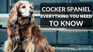 COCKER SPANIEL 101  Everything You Need To Know About Owning A Cocker Spaniel Puppy [upl. by Genevieve264]