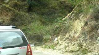 Road side wild cat in India [upl. by Haelak]