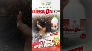 maxxiagri  herbisida KINGLON 667EC SOLUSI JITU BERANTAS GULMA BERKAYU cocok untuk sawit shorts [upl. by Gundry30]