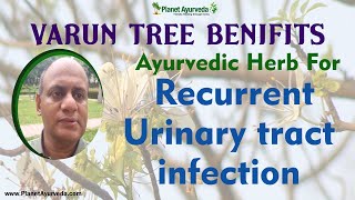 Ayurvedic herb for Recurrent Urinary tract infection  Varun Tree [upl. by Alano]