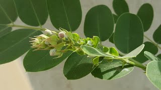 Cassia Nodosa  Cassia javanica  Pink Shower Tree Flowers [upl. by Nannek]