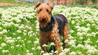 Airedale World [upl. by Elbertina415]