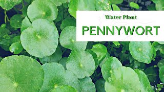 Aquatic Plant  Pennywort • Hydrocotyle [upl. by Eselahc732]