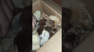 Newly hatched chicks farm poultry hen viralvideo [upl. by Neeluj]