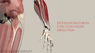 Extensor Digitorum Function Finger Abduction 3D Animation [upl. by Atnuahs]