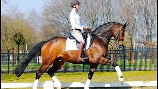 SOLD bay oldenburg gelding 2009 M level FEI prospect for YRamateur [upl. by Ylrebmik]