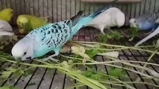 budgies feeding 😘🥰😍😚🦜🐦🦜🦜🦜 [upl. by Reina338]