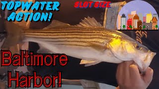 Baltimore Harbor Topwater Striper From Shore Rocktober Is Near [upl. by Sweatt219]