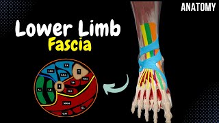 Fascia of the Lower Limb Cross Sections Tendinous Sheath Retinaculum  Anatomy [upl. by Dann]