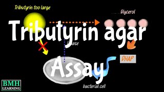 Isolation Of Lipase Producing Bacteria  Tributyrin Agar  Lipid Hydrolysis Assay [upl. by Phineas]