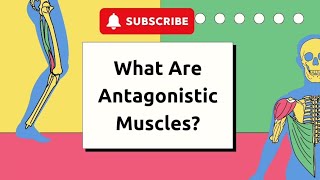 What Are Antagonistic Muscles  Educational Animated Video for Kids [upl. by Horick]