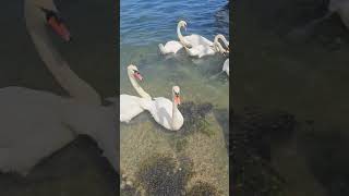 swans penryn river [upl. by Scotti]