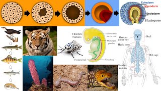 Animal Diversity Sponges Chordates Vertebrates Blastulation Food Chain [upl. by Enyaw]