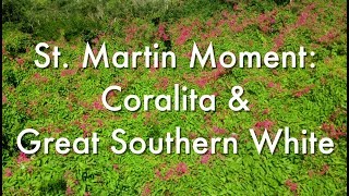 St Martin Moment Coralita and Great Southern Whites [upl. by Cele191]