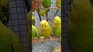 cute yellow amp green budgie birdsbudgieskiduniyabudgiesbirdspetsparakeetshortfeed ytshorts [upl. by Hsu790]