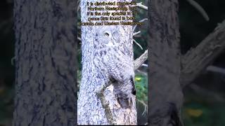 quotMeet the Phantom of the ForestSecrets of the Great Grey Owlquotowlphantombirdbirdlovervlogviral [upl. by Adiahs]