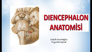 Diencephalon  Diencephalon Anatomy  Nöroanatomi Konu Anlatımı  11 [upl. by Ahsaeym164]