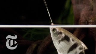 A Fish That Spits With Perfect Aim Archerfish in Action  ScienceTake  The New York Times [upl. by Shifra593]