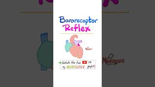 Baroreceptor Reflex Physiology Blood Pressure Heart rate Stroke Volume nurse doctor biology [upl. by Gabriele934]