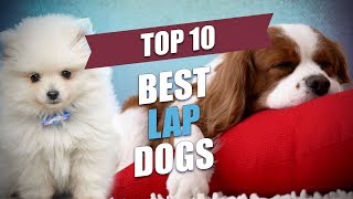 Top 10 Best Lap Dogs for Cuddly Owners [upl. by Upali]