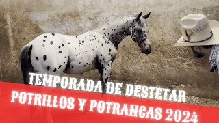 POTRILLOS DESTETADOS Huerfanos Yegua ADOPTIVA  Rancho el Retoño y El Retoñito Tienda Vaquera [upl. by Coulson]