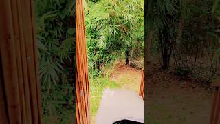 Balishira Resort at Sreemangal Sylhet  Oronner Din Ratri Cottage Shorts Faiza Kamal sreemangal [upl. by Kelbee]