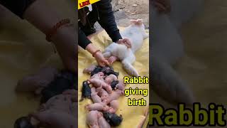 How the rabbits giving birth 💯 baby 😍shortvideo vairelvideo tranding [upl. by Ali]