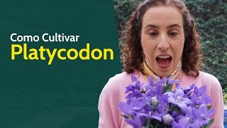 Como Cultivar Platycodon  Nô Figueiredo [upl. by Isidro634]