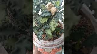 EUPHORBIA DECARYIPLANTCACTUSSUCCULENTSVIDEOSHIRTSVIRAL [upl. by Atiken]