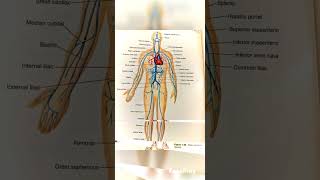 Arteries Veins and Nerves supply of body anatomy medicalnotes [upl. by Tymothy448]