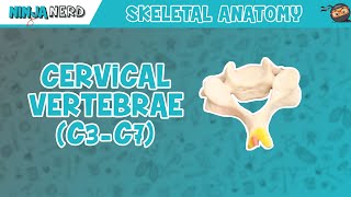 Cervical Vertebrae C3C7 Anatomy [upl. by Leuqim]