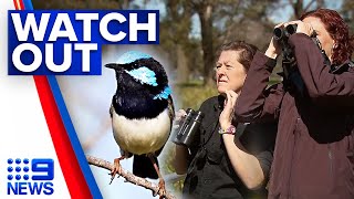 Birdwatchers urged to look out for Superb Fairywren in Melbourne parks  9 News Australia [upl. by Grishilde424]