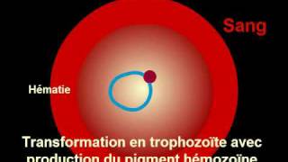 Cycle Plasmodium Malaria [upl. by Wolfie]