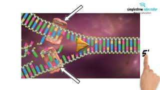 DNA  Aufbau und Repliktion [upl. by Efrem]