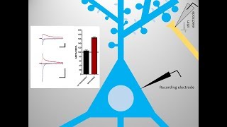 Long Term Potentiation LTP basics [upl. by Granger]