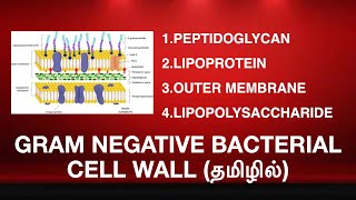 GRAM NEGATIVE BACTERIAL CELL WALL STRUCTURE  lipoprotein lipopolysaccharide outer membrane TAMIL [upl. by Ajiat]