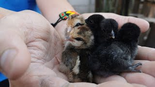 Nacieron los pollos de Rancho la Amenaza [upl. by Ailatan550]