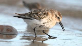 BTO Bird ID  Knot and Dunlin [upl. by Nyrhtac]