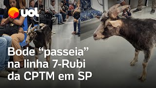 Bode é flagrado passeando pela linha 7Rubi da CPTM em São Paulo veja vídeo [upl. by Pamelina]