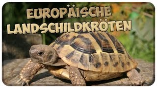 Haltung von europäischen Landschildkröten Schildkröten richtig halten Tipps [upl. by Aneloc397]