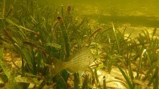 Seagrass Beds and Blue Carbon In the Grass On the Reef [upl. by Lina213]