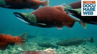 Documentario Jacques Cousteau  Lodissea del salmone rosso  La grande avventura del mare [upl. by Kcirdahs]