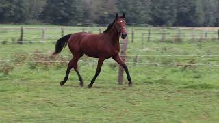 Vidéo LOT 0505 MARYLOU DU FER  Ventes de Trotteurs de Caen  27 septembre 2023 [upl. by Hutton]